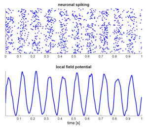 Simulation of neural oscillations at 10 Hz. Upper panel shows spiking of individual neurons (with each dot representing an individual action potential within the population of neurons), and the lower panel the local field potential reflecting their summed activity. Figure illustrates how synchronized patterns of action potentials may result in macroscopic oscillations that can be measured outside the scalp. When this neural oscillation patterns of synchronization breakdown a depression of the signal intensity occurs. SimulationNeuralOscillations.png