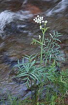 Ranger's buttons (Sphenosciadium capitellatum)