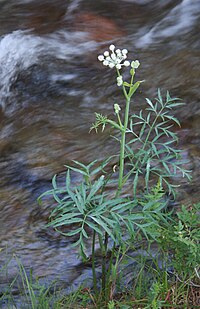 Doubly pinnate leaves of foliage Small rangers buttons by creek Sphenosciadium capitellatum.jpg