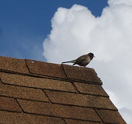 A ridge cap on a 3-tab asphalt shingle roof is composed of individual shingle "tabs" folded over the ridge and nailed partially overlapping one-another Song bird perched on asphalt shingle roof.JPG