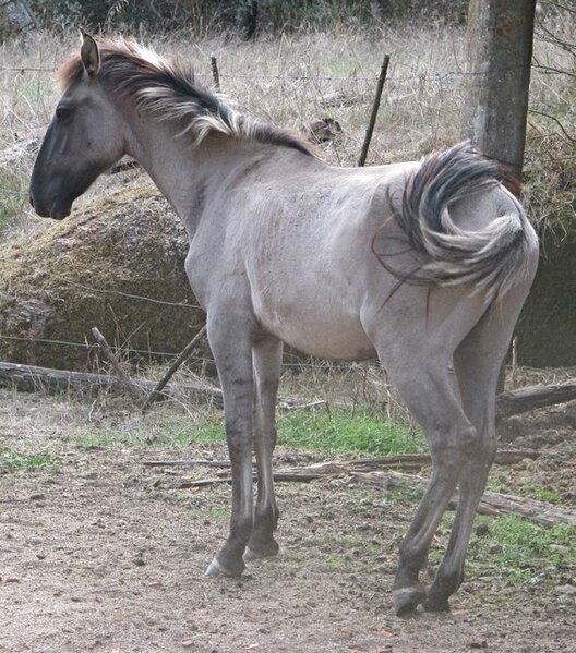 File:Sorraia studcolt at Herdade de Font'Alva.jpg