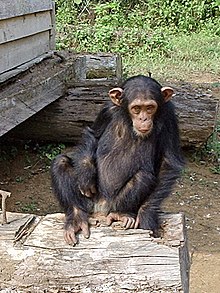 Šimpans Kameruni Lõunapiirkonnas