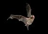 Southern bentwing bat.jpg