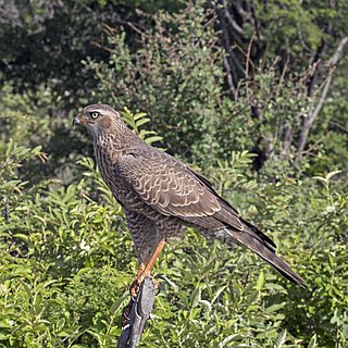 Southern pale chanting goshawk (Melierax canorus argentior) juvenile