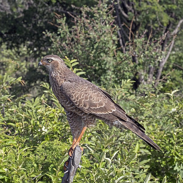 File:Southern pale chanting goshawk (Melierax canorus argentior) juvenile.jpg