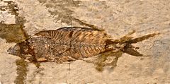 Fossile de « Sparnodus macrophthalmus », attribué aujourd'hui à Sparnodus vulgaris[2] (Monte Bolca).