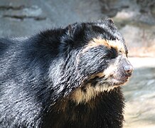 Arctodus' closest living relative is the spectacled bear. Although mostly herbivorous, Tremarctos ornatus is on occasion an active predator. SpectacledBear1 CincinnatiZoo.jpg