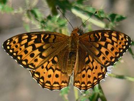 Hydaspe Fritillary (Speyeria hydaspe)