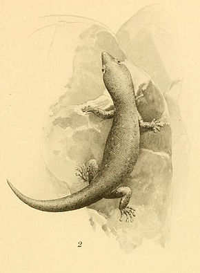 Descrição da imagem Sphaerodactylus argivus 01-Barbour 1921.jpg.