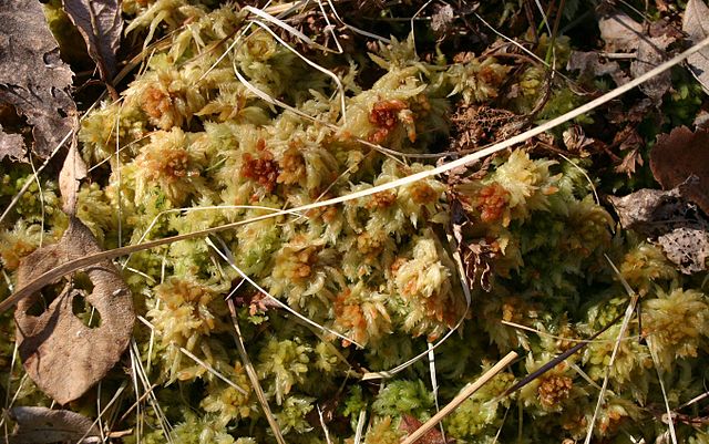 Description de l'image Sphagnum-fuscum.JPG.