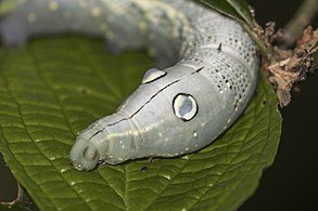 Sphinx moth caterpillar (Xylophanes crotonis) head.jpg