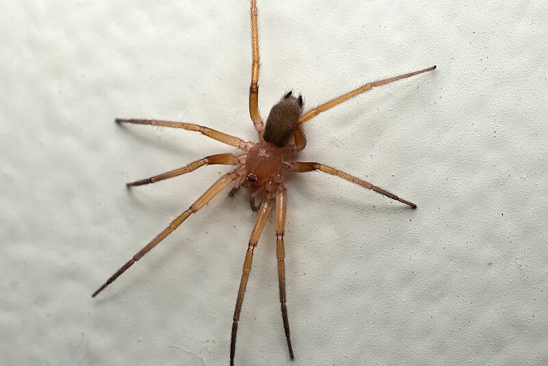 File:Spider From Gnaphosidae Family, Aracaju, Brazil a.jpg