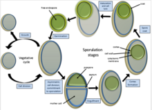 Endospore formation and cycle Sporulation.png