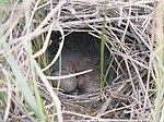 Spragues Pipit nest with young.jpg