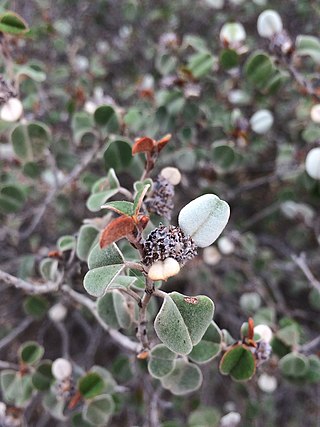 <i>Spyridium tricolor</i> Species of shrub