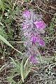 Stachys lavandulifolia