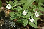 Star Chickweed - Stellaria pubera im.JPG