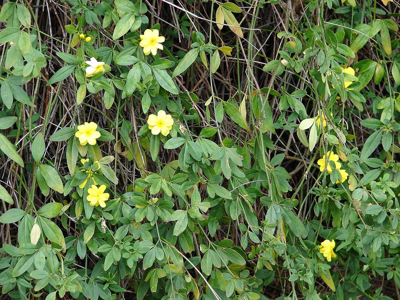 Jasmim Amarelo Um Guia Completo Desta Planta - Guia das Suculentas