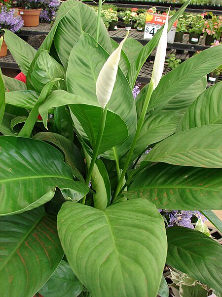 File:Starr 080117-1494 Spathiphyllum sp..jpg