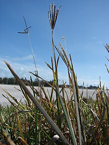 Старр 080604-5952 Eustachys petraea.jpg