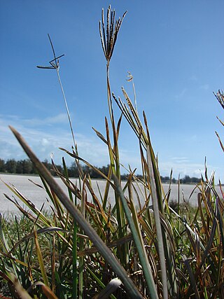 <i>Eustachys</i> Genus of flowering plants