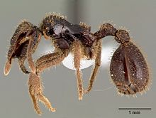 مشخصات Stegomyrmex vizottoi casent0006164 1.jpg