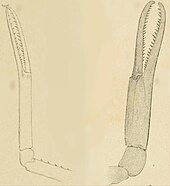 Comparison of the pincers of S. mayeri (left) and S. angustus (right) Stenochirus claws.jpg