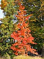 Tree in Autumn, Poland