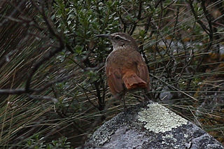 Striated earthcreeper species of bird