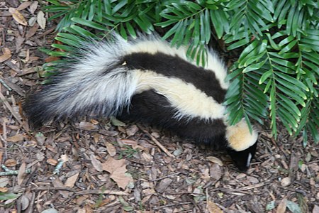 Tập_tin:Striped_skunk_Florida.jpg