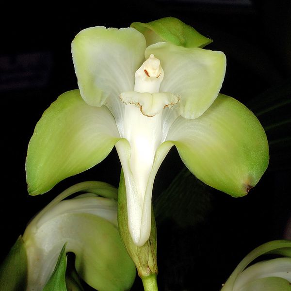 File:Sudamerlycaste lata Orchi 188.jpg