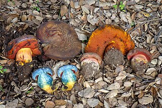<i>Suillellus</i> Genus of fungi