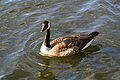 A geese having a swim in a very rare sunny day in Hyde Park