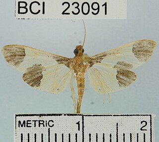 <i>Syllepis</i> Genus of moths