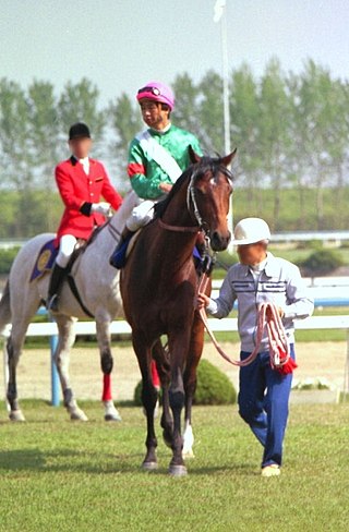 <span class="mw-page-title-main">Symboli Rudolf</span> Japanese-bred Thoroughbred racehorse