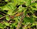 Sympetrum striolatum