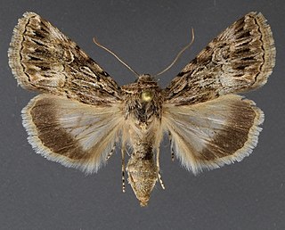 <i>Sympistis incubus</i> Species of moth