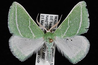 <i>Synchlora bistriaria</i> Oblique-striped Emerald Moth