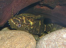 Synodontis nigriventris is a popular aquarium fish. Synodontis.jpg