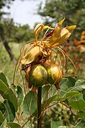 Buah pokok lukih