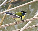 aves De Argentina