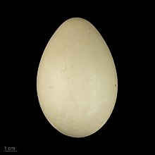 Tachyeres brachypterus - MHNT Tachyeres brachypterus MHNT.ZOO.2010.11.13.7.jpg