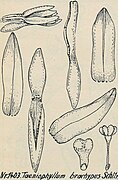 Taeniophyllum brachypus