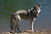 A Tamaskan Dog, bred to visually resemble a wolf Tamaskan.jpg