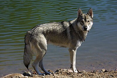 Tamaskan Dog