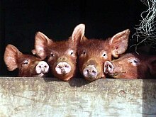 Tamworth piglets