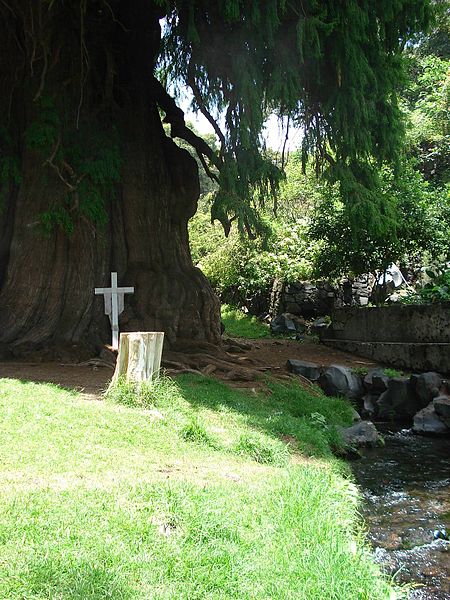 File:Taxodium mucronatum.jpg