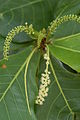 Terminalia catappa