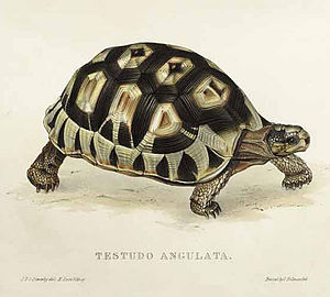 Testudo angulata Bell.jpg