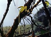 Epiphyten im Doi-Inthanon-Nationalpark